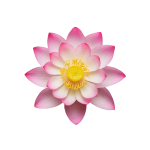 pink-lotus-flower-with-yellow-center-isolated-white-background